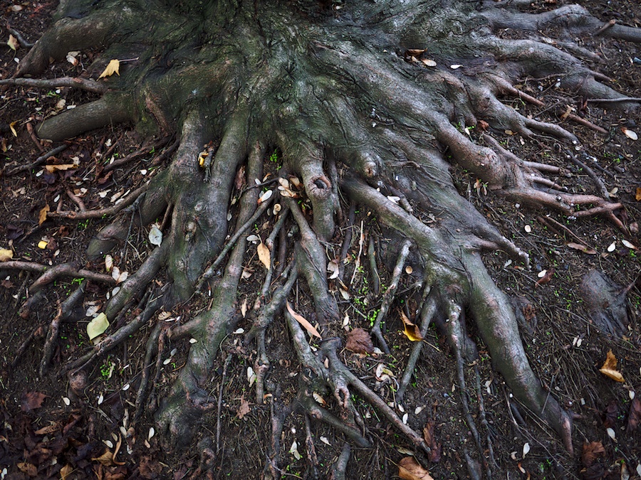 Tree roots.