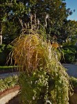 Garden at the Textile Museum, Washington, DC