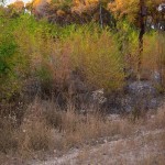 Grasses, Albuquerque, NM