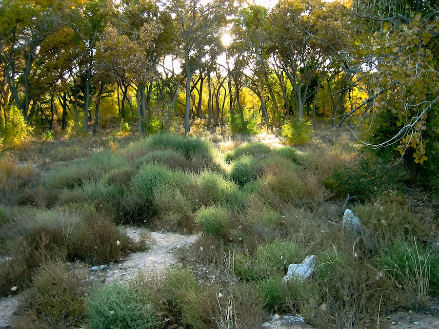 Tingley Park, Albuquerque, NM