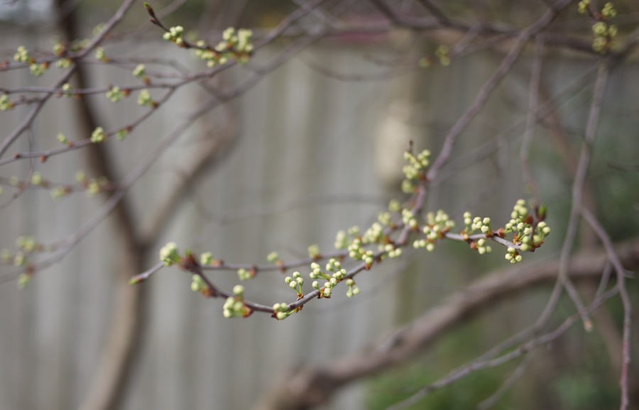 Unopened buds.