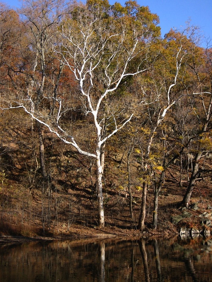 Tree with white bark.
