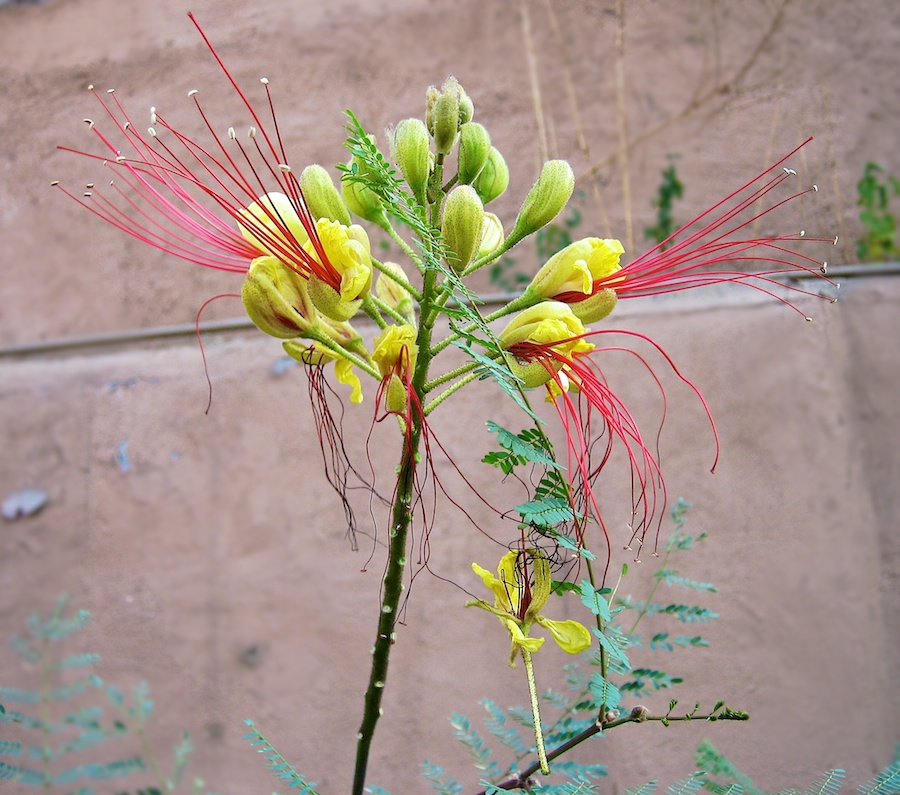 Some kinda funky flower.