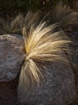 Plant flourishing between a rock and hard place.
