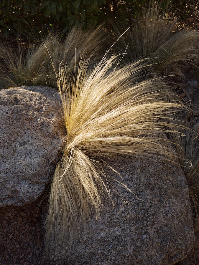 Plant flourishing between a rock and hard place.