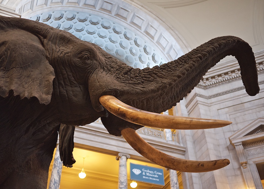 Elephant in the rotunda of the Smithosonian's Museum of Natural History.