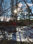 Backlit trees in the snow