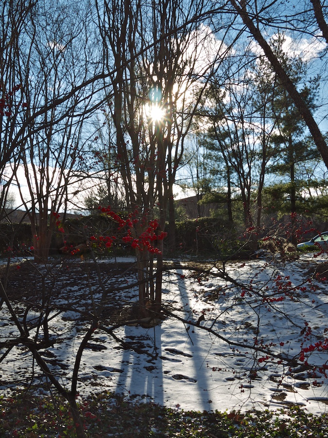 Backlit trees in the snow