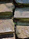 Steps at Dumbarton Oaks