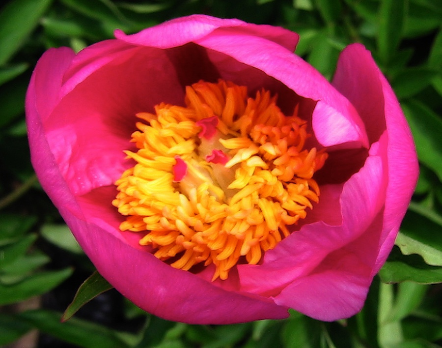Saturated bloom.