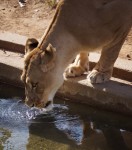 Lioness, National Zoo, DC