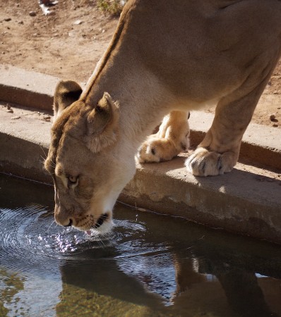 A Drink of Water | Click to view larger. Lioness, National Zoo, DC