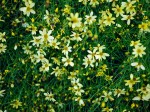 Little yellow flowers