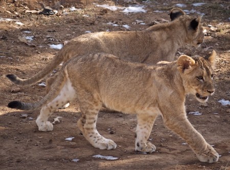 Cubs on the Prowl | Click to view larger. Lion cubs, National Zoo, DC