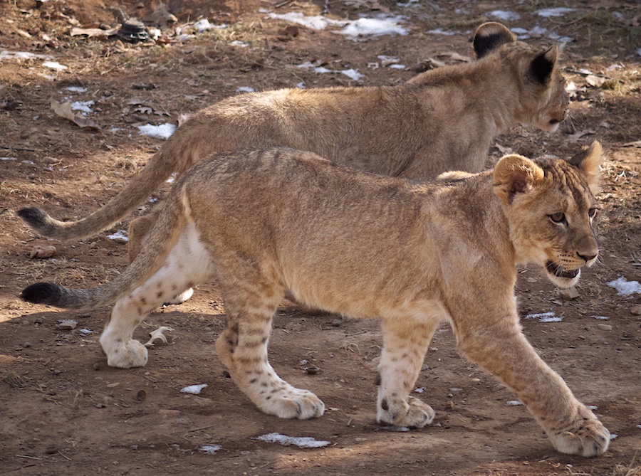 Lion cubs, National Zoo, DC