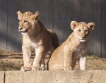Two Cubs | Enlargement opens in a new window. Lion cubs, National Zoo, Washington, DC
