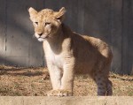 Lion Cub | Enlargement opens in a new window. Lion cub, National Zoo, DC