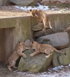 Three Cubs | Enlargement opens in a new window. Lion cubs, National Zoo, DC
