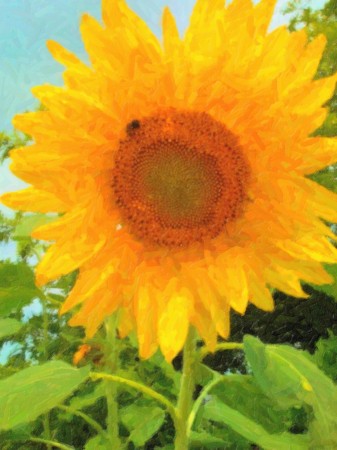 Pastel sunflower.