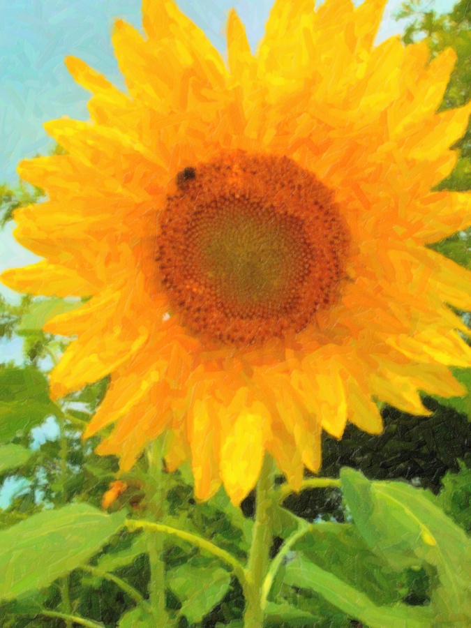 Pastel sunflower.