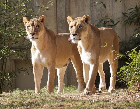 I See You | Click to view larger. Lionesses, National Zoo, DC