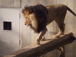 Lion | Enlargement opens in a new window. Lion, National Zoo, DC