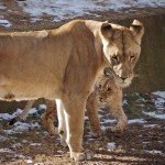 Lioness and cub, National Zoo, DC