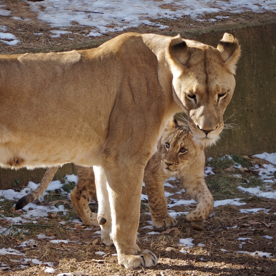 Lioness and cub, National Zoo, DC