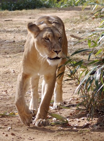 Lioness on the Move | Click to view larger. Lioness, National Zoo, DC