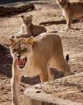Lioness and cubs, National Zoo, DC