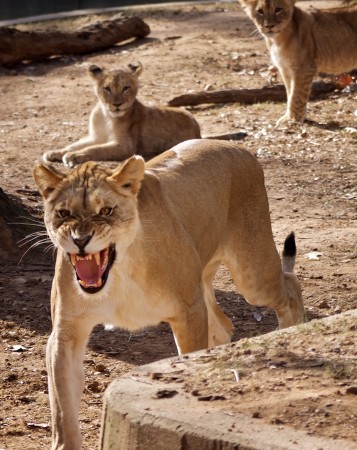 Predator | Click to view larger. Lioness and cubs, National Zoo, DC