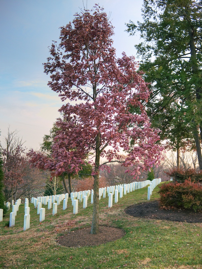 Oak tree in winter, Arlington National Cemetery, VA