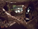 T-Rex skull at the National Museum of American History, DC
