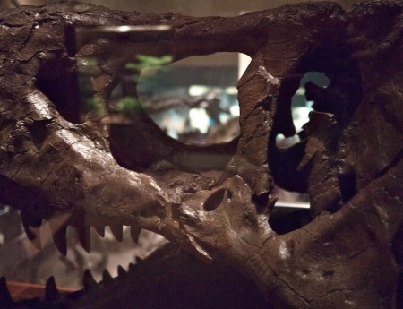 T-Rex skull at the National Museum of American History, DC