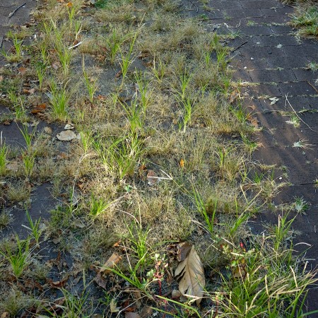 Grass growing through brick pavement.