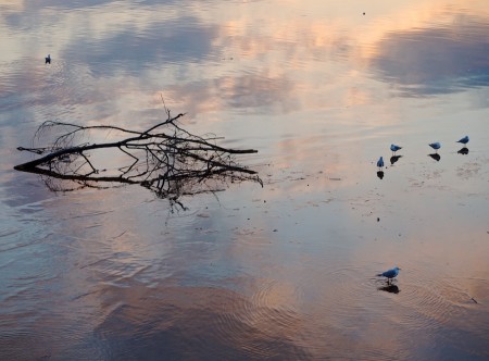 Birds, Branches, Ripples | Click to view larger. Gulls on the Potomac at Sunset