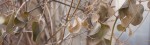 Dried leaves in winter.