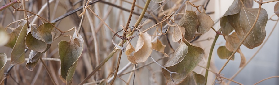 Dried leaves in winter.