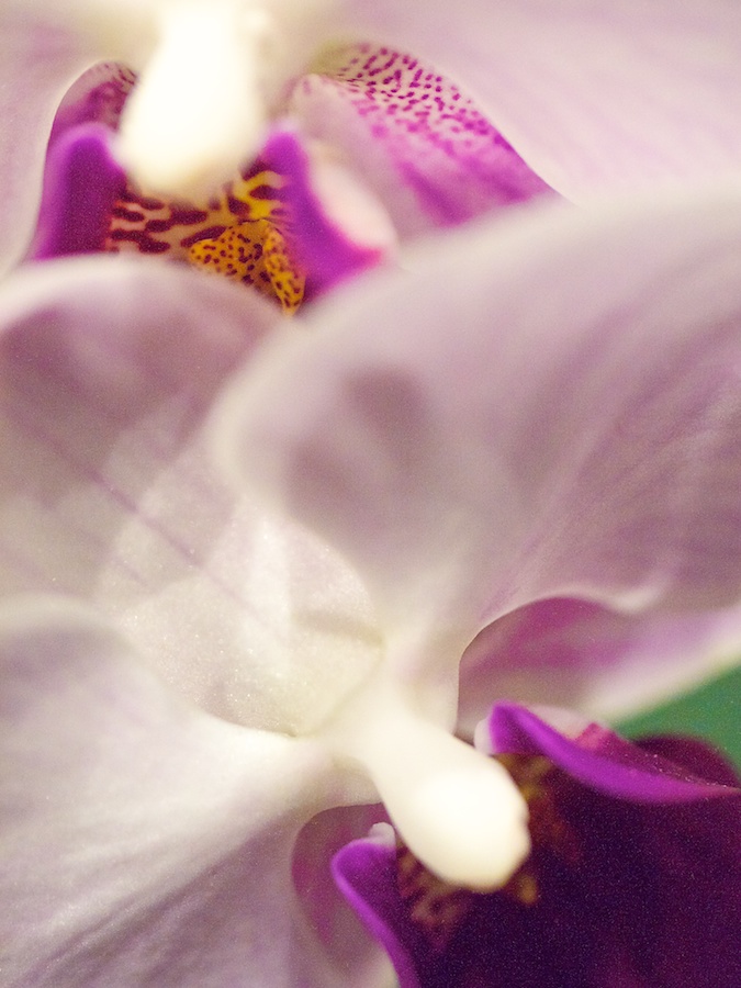 Orchids