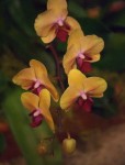 Orchid at the Museum of Natural History, DC