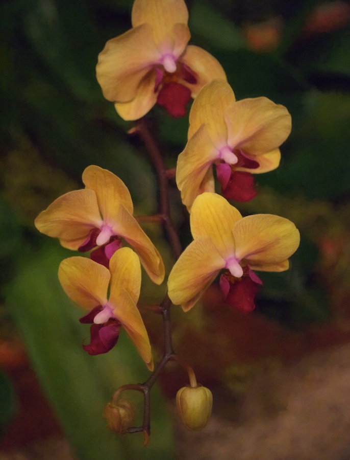 Orchid at the Museum of Natural History, DC