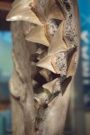 Prehistoric shark jaw, Museum of Natural History, DC