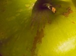 Granny Smith apple