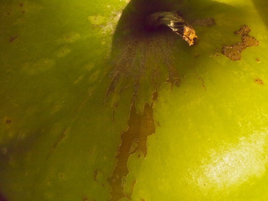 Granny Smith apple