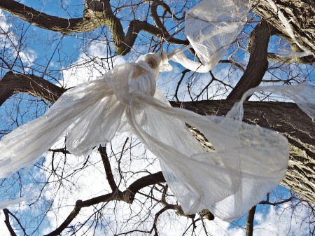 Plastic wrap in tree.