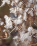 Fluffy seed-tails