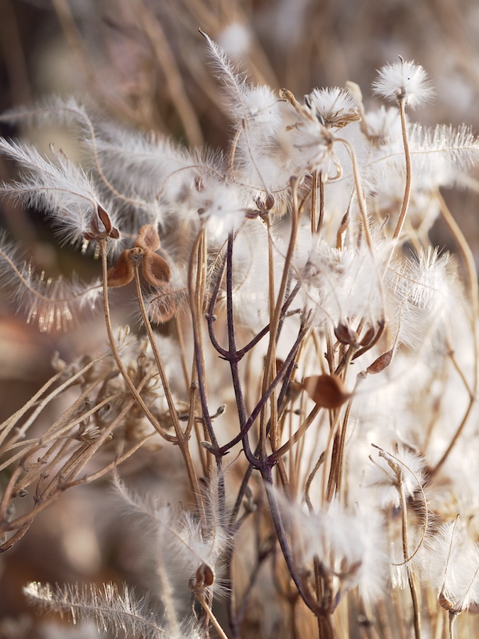 Twigs and seeds