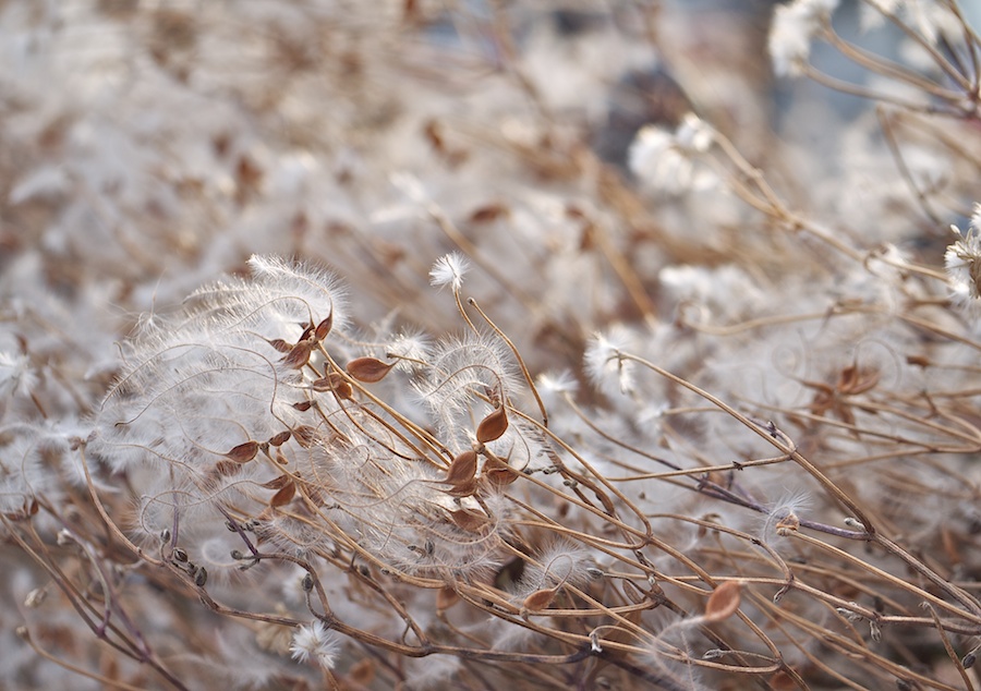 Backlit fluffy seeds