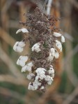 Dried flower.