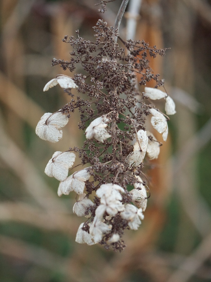 Dried flower.